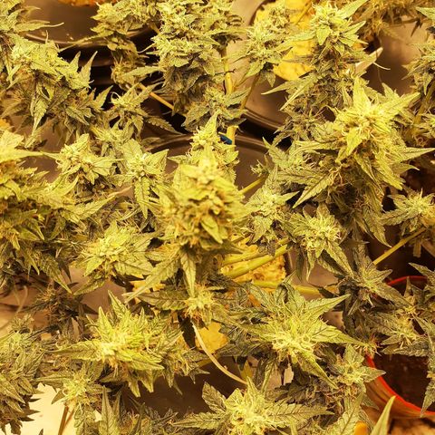 Critical +2 XXL Auto growlog timeline photo