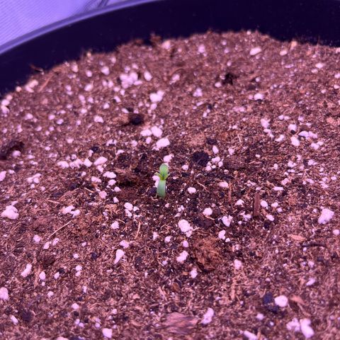 Rhino Ryder #1 growlog timeline photo