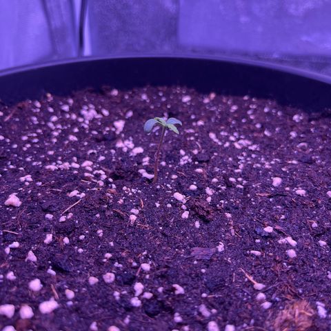 Rhino Ryder #1 growlog timeline photo
