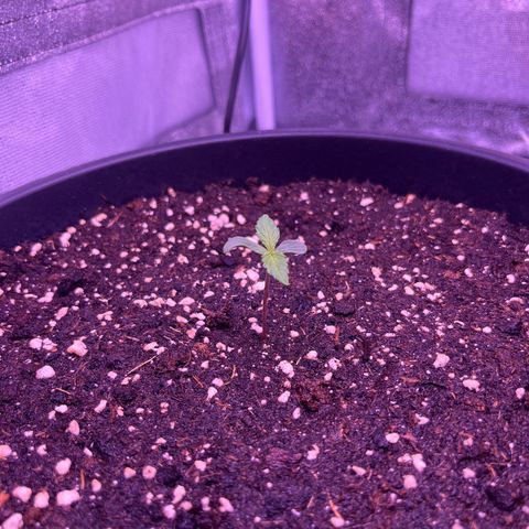 Rhino Ryder #1 growlog timeline photo