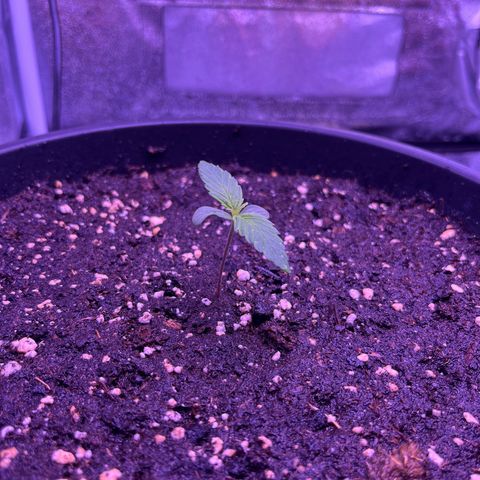 Rhino Ryder #1 growlog timeline photo