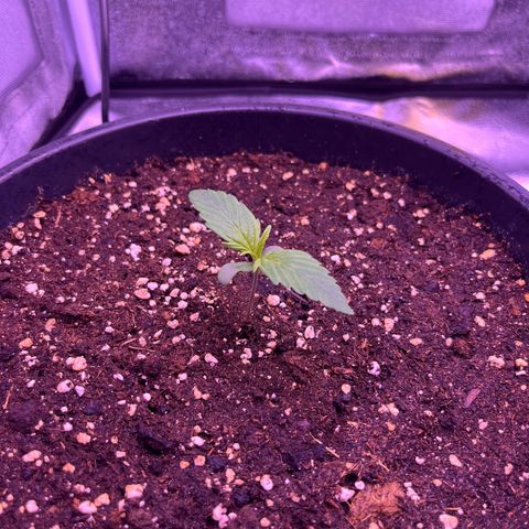 Rhino Ryder #1 growlog timeline photo
