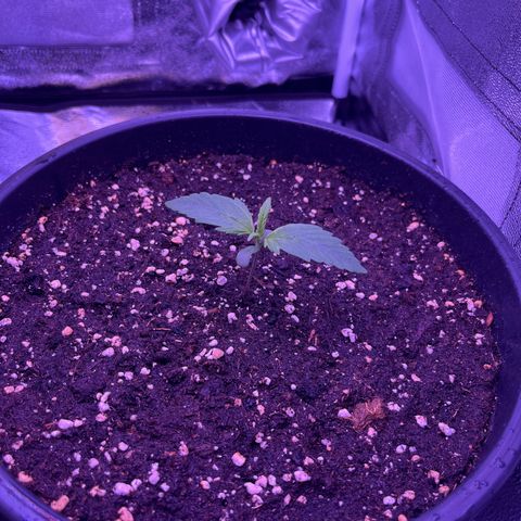 Rhino Ryder #1 growlog timeline photo