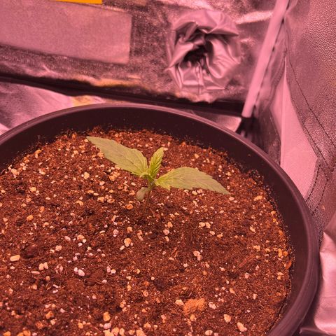 Rhino Ryder #1 growlog timeline photo