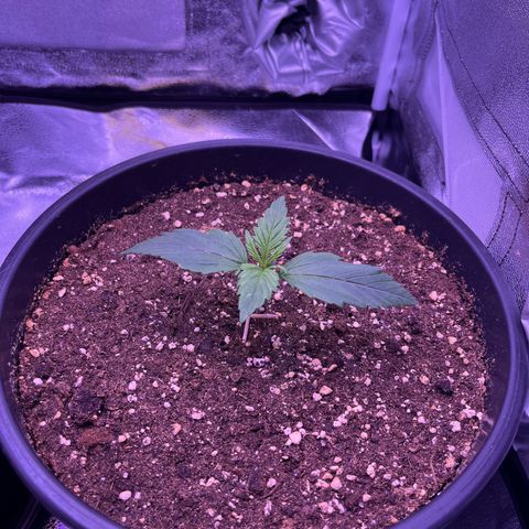 Rhino Ryder #1 growlog timeline photo
