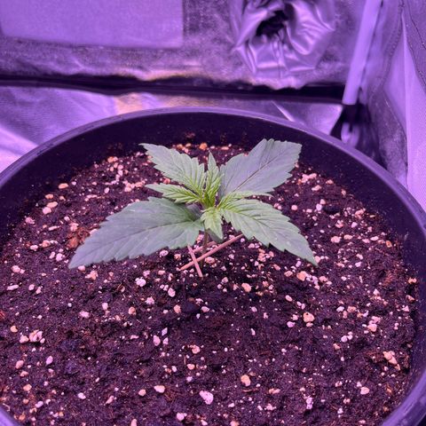 Rhino Ryder #1 growlog timeline photo