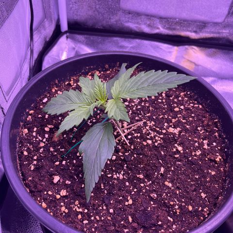 Rhino Ryder #1 growlog photo: LST Training begonnen