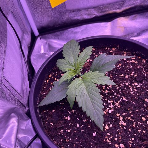 Rhino Ryder #1 growlog timeline photo