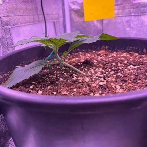 Rhino Ryder #1 growlog timeline photo