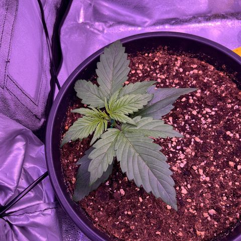 Rhino Ryder #1 growlog timeline photo