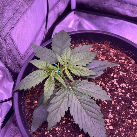 Rhino Ryder #1 growlog timeline photo