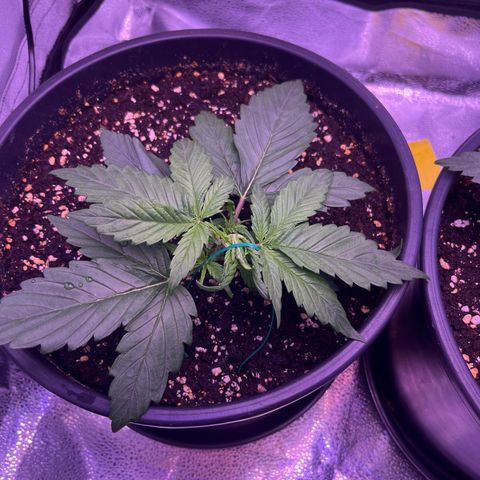 Rhino Ryder #1 growlog timeline photo
