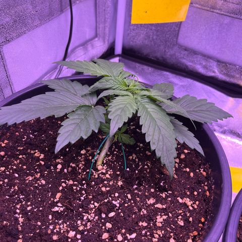 Rhino Ryder #1 growlog timeline photo