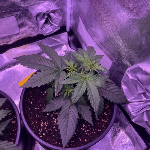 Rhino Ryder #1 growlog timeline photo