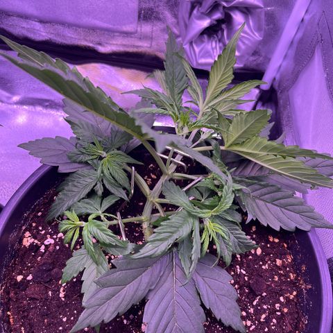 Rhino Ryder #1 growlog timeline photo