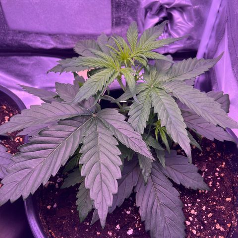 Rhino Ryder #1 growlog timeline photo