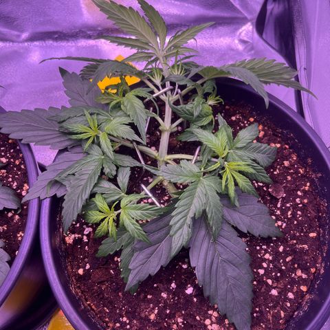 Rhino Ryder #1 growlog timeline photo