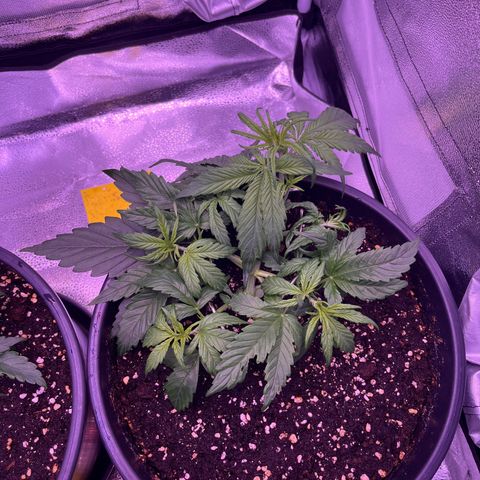 Rhino Ryder #1 growlog timeline photo