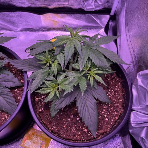 Rhino Ryder #1 growlog timeline photo