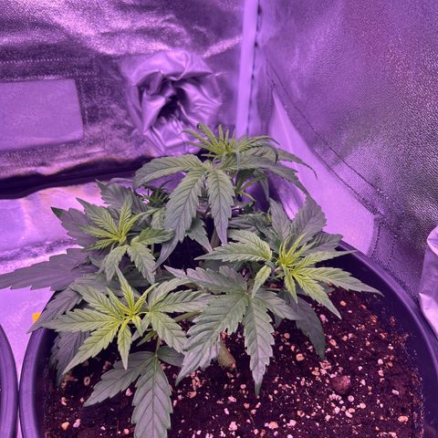 Rhino Ryder #1 growlog timeline photo