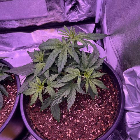 Rhino Ryder #1 growlog timeline photo