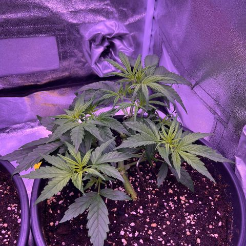 Rhino Ryder #1 growlog timeline photo