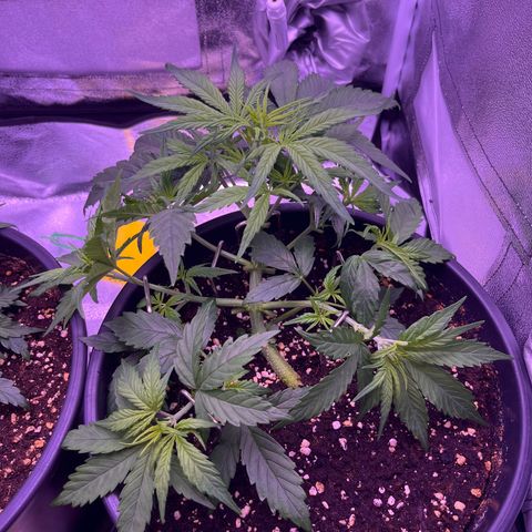 Rhino Ryder #1 growlog timeline photo