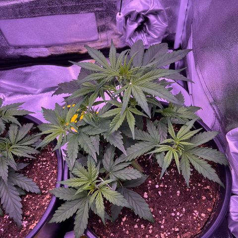 Rhino Ryder #1 growlog timeline photo