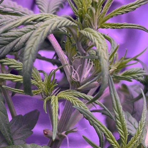 Rhino Ryder #1 growlog timeline photo