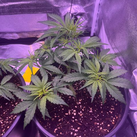 Rhino Ryder #1 growlog timeline photo