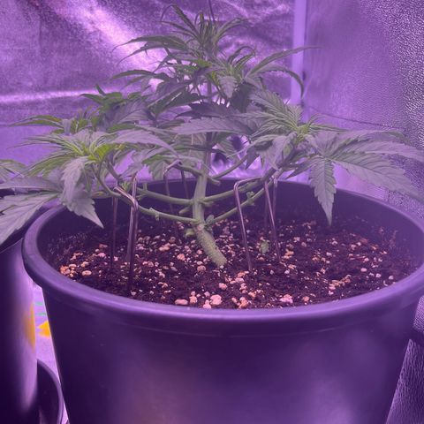 Rhino Ryder #1 growlog timeline photo