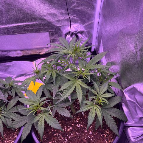 Rhino Ryder #1 growlog timeline photo
