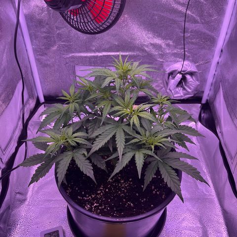 Rhino Ryder #1 growlog timeline photo