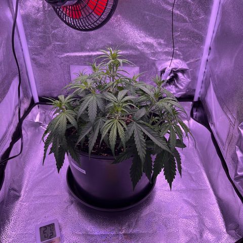 Rhino Ryder #1 growlog timeline photo