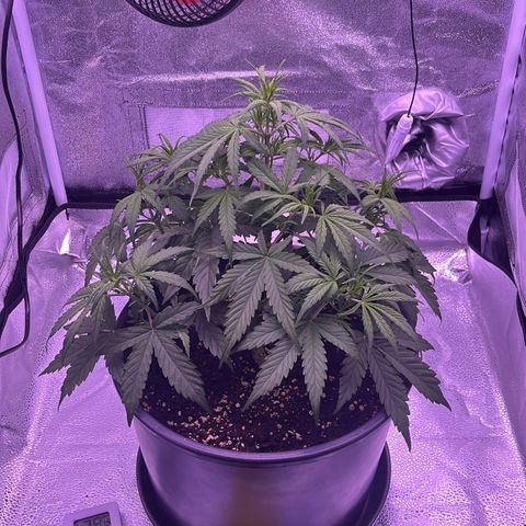 Rhino Ryder #1 growlog timeline photo