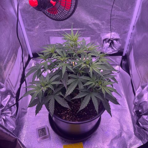 Rhino Ryder #1 growlog timeline photo