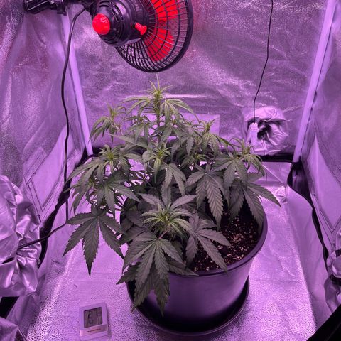 Rhino Ryder #1 growlog timeline photo