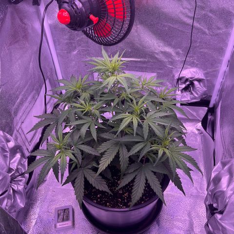 Rhino Ryder #1 growlog timeline photo