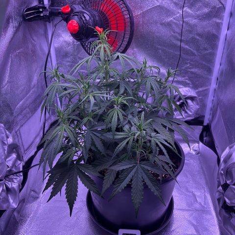 Rhino Ryder #1 growlog timeline photo
