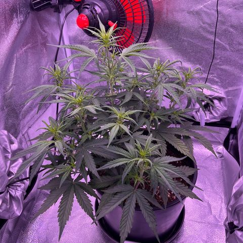 Rhino Ryder #1 growlog timeline photo