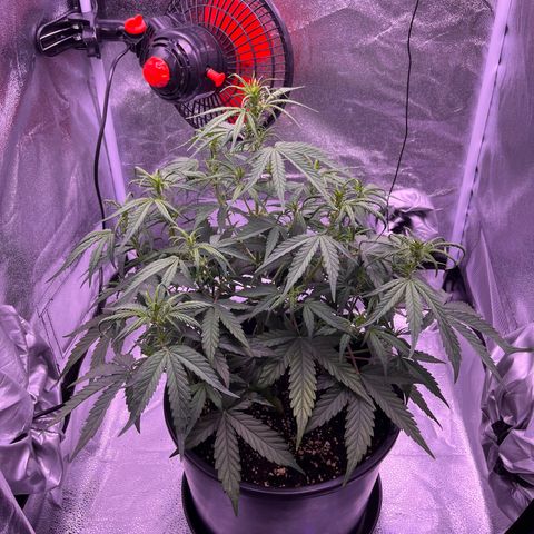 Rhino Ryder #1 growlog timeline photo