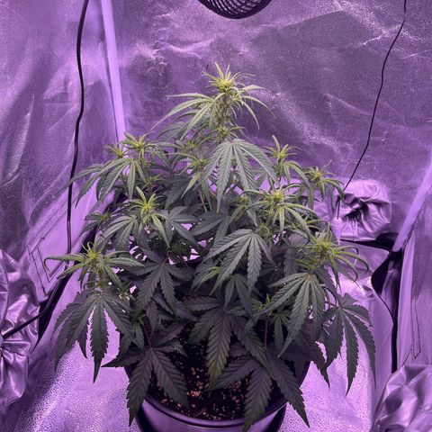 Rhino Ryder #1 growlog timeline photo
