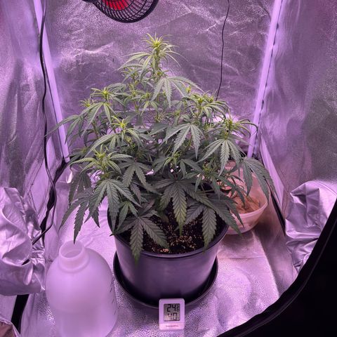 Rhino Ryder #1 growlog photo: Handtuch und Flasche dazugestellt - zu geringe Luftfeuchte 