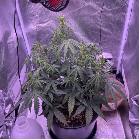 Rhino Ryder #1 growlog timeline photo