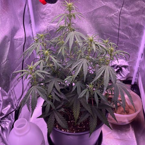 Rhino Ryder #1 growlog timeline photo