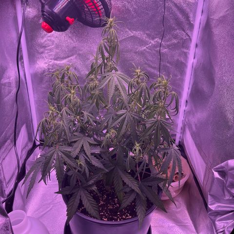 Rhino Ryder #1 growlog photo: Wahrscheinlich Staunässe!!!!! 