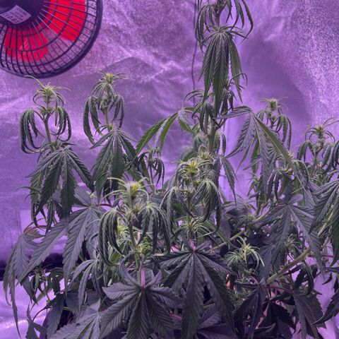Rhino Ryder #1 growlog timeline photo