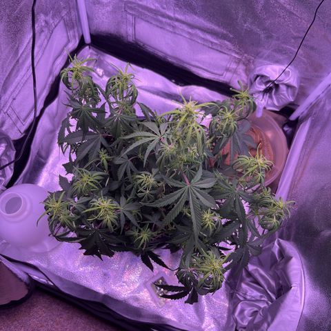 Rhino Ryder #1 growlog timeline photo