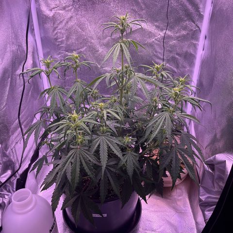 Rhino Ryder #1 growlog timeline photo
