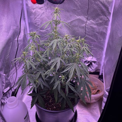 Rhino Ryder #1 growlog timeline photo
